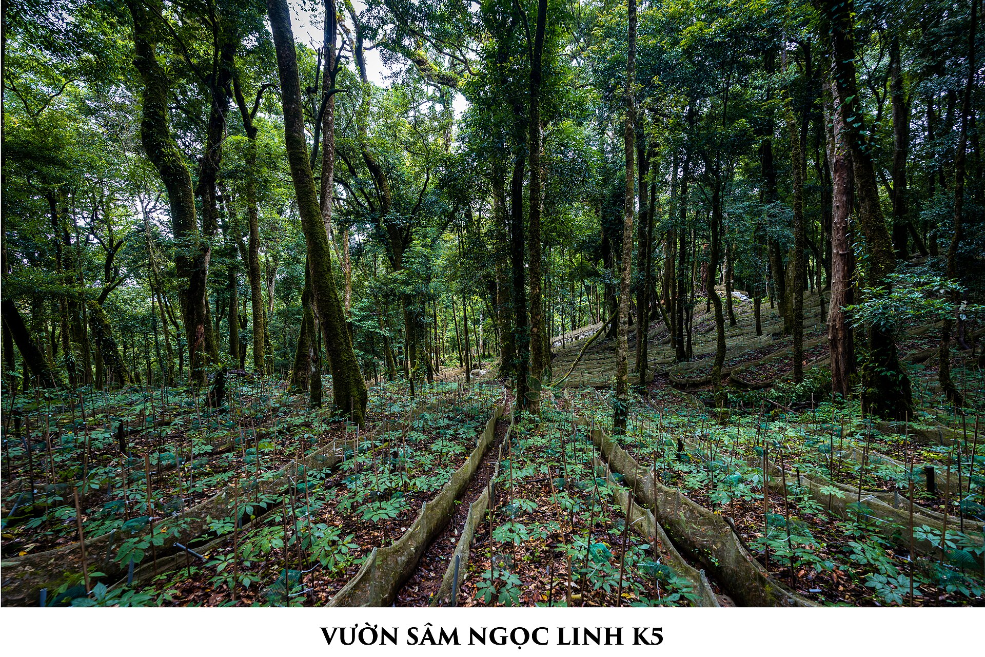 Ngọc Linh Kon Tum: tìm hiểu vùng sâm quý và chuẩn bị chuyến đi miền núi an toàn